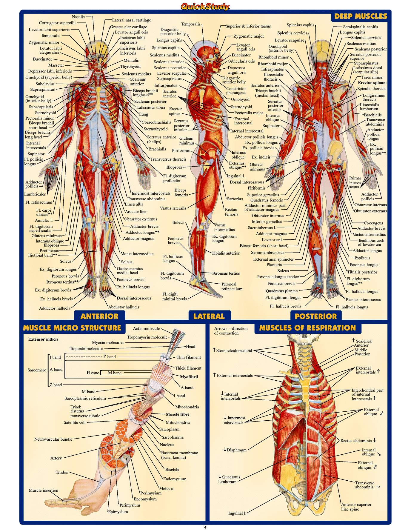 Infographs ⁄ Information - No.2 - Human Anatomy - intern3ts